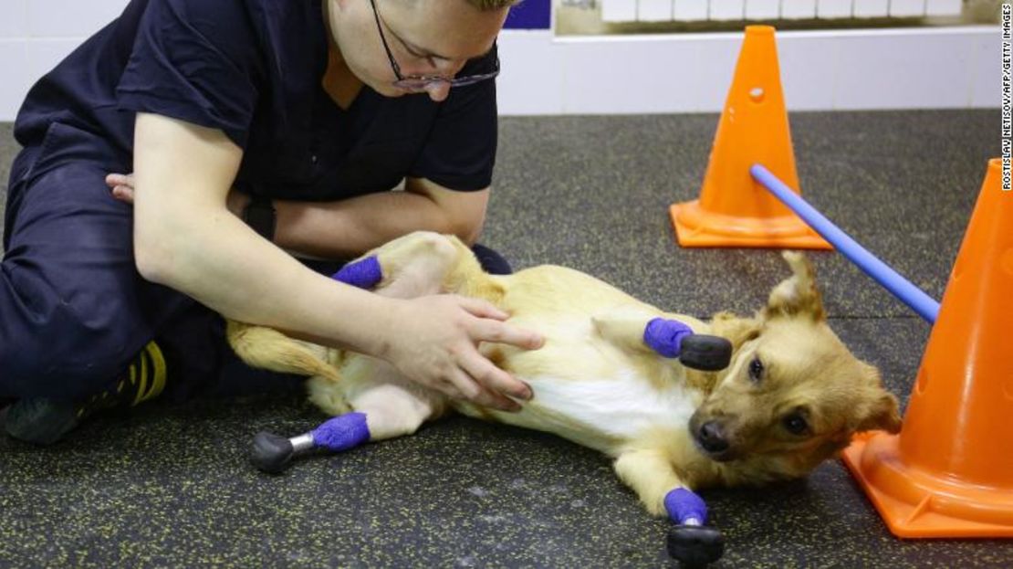 El veterinario Sergei Gorshkov acaricia a Monika en la clínica de Novosibirsk.