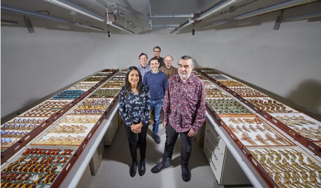 El equipo de investigadores de la colección de mariposas en el Museo de Historia Natural de Londres.