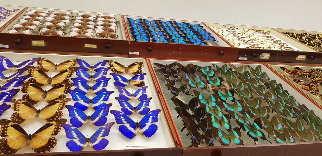 El Museo de Historia Natural de Londres tiene una colección de 5 millones de ejemplares de mariposas recolectadas desde los años de 1600 hasta la actualidad.