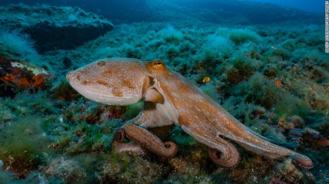 Un pulpo común (Octopus vulgaris) se mueve por el fondo marino el 2 de agosto de 2017, en Marsella, Francia.