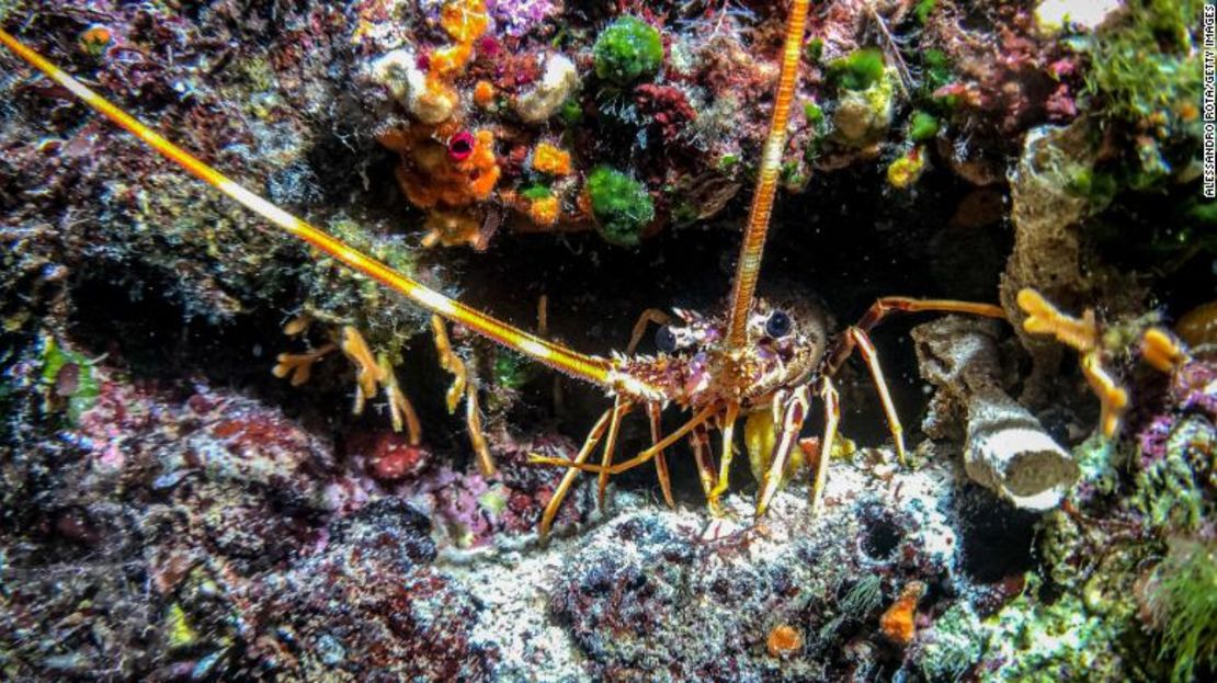 Una langosta en su nido vista en el puerto Kioni en Ítaca, Grecia el 14 de agosto de 2019.