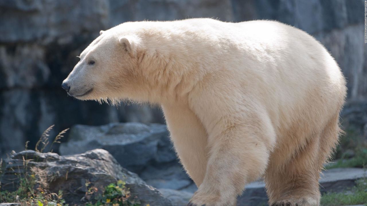 CNNE 1105632 - la tierna reaccion de una osa polar luego de dar a luz