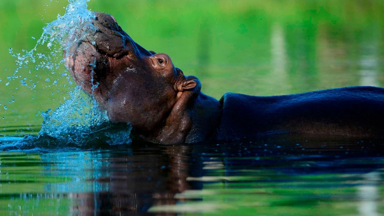 CNNE 1106222 - buscan frenar poblacion de hipopotamos de pablo escobar