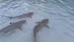 CNNE 1106380 - mas de 100 de tiburones aparecen en una playa