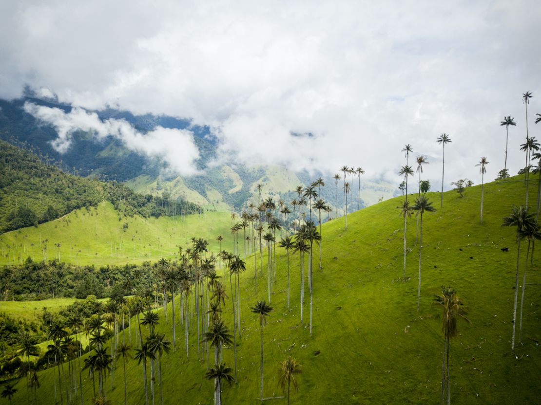 Valle de Cocora, en el eje cafetero de Colombia.