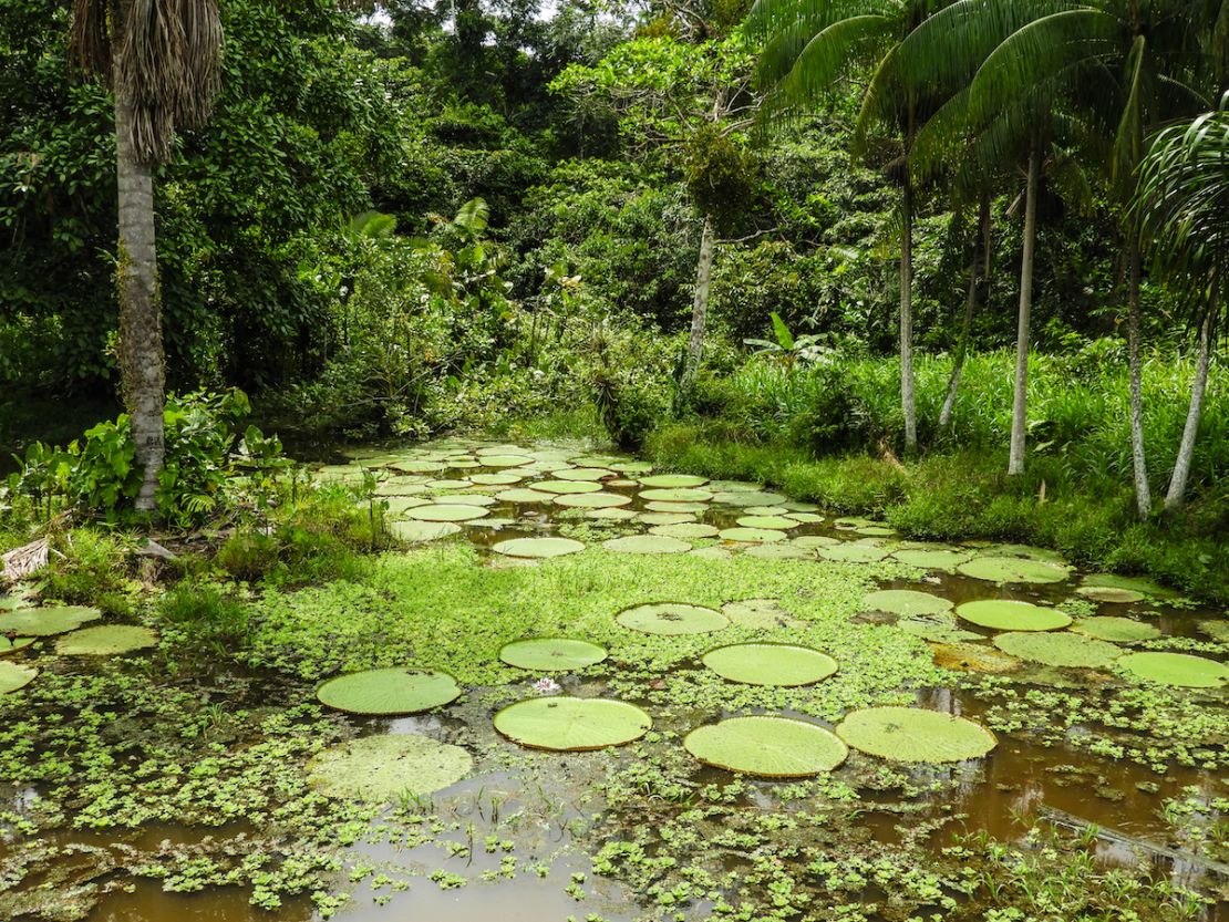 Los paisajes y diversidad de la Amazonía colombiana fueron inspiración para la película de Disney, Encanto.