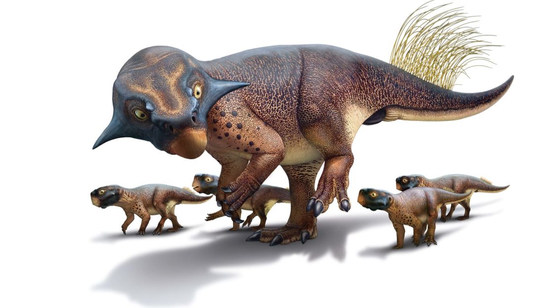 Reconstrucción de un Psittacosaurus, ilustración que aparece en el libro "Dinosaurs: New Visions of a Lost World". Un hallazgo fósil de esta criatura contenía tejidos blandos conservados, incluida la piel y una serie de plumas similares a las de un junco en la parte superior de la cola.