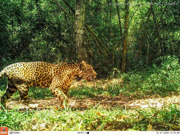 El tráfico ilegal y los conflictos con humanos también han generado que las poblaciones de jaguares sigan disminuyendo.