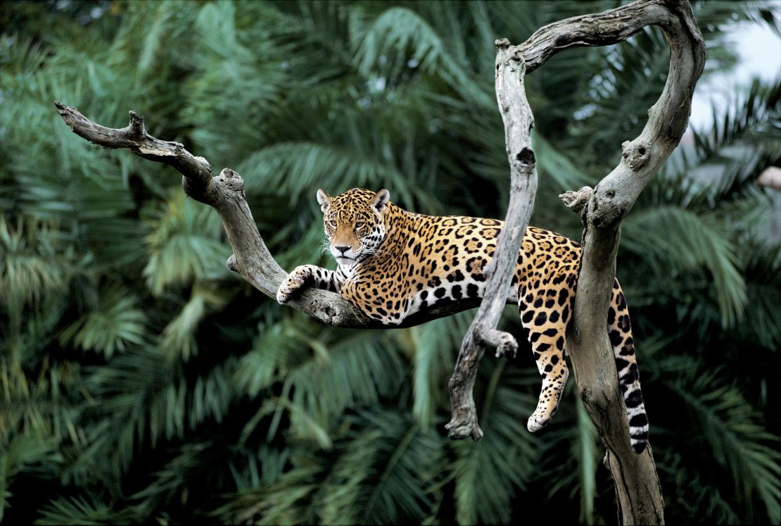 CNNE 1108262 - jaguar in a tree, brazil