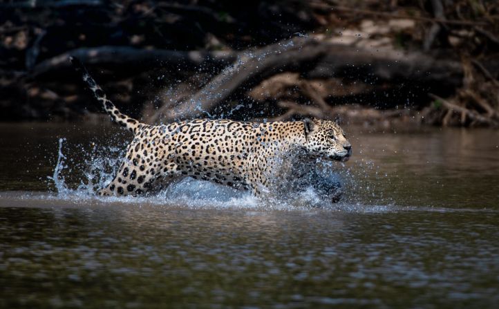 Debido al crecimiento de la frontera agropecuaria, la minería y la explotación forestal los jaguares han desaparecido del 46% de su territorio original.