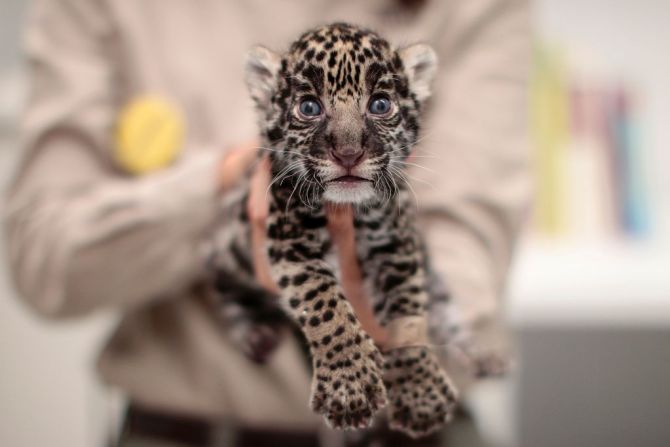 El 29 de noviembre se celebra al felino más grande de América. A continuación te decimos por qué es tan importante salvarlo.