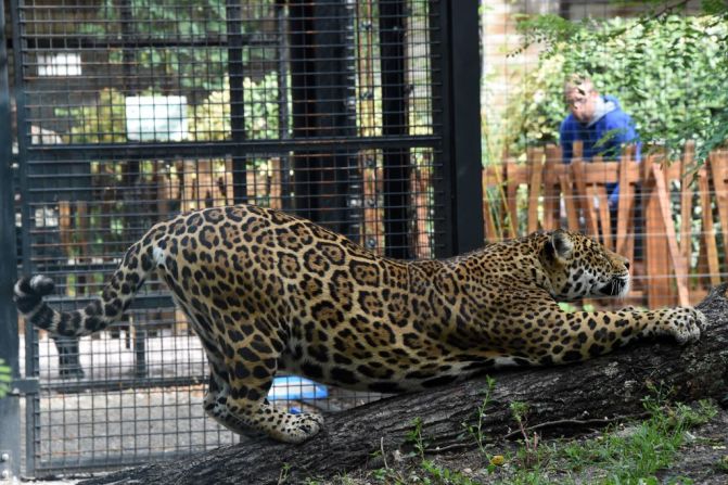 Por ello es que si el jaguar está sano, su ecosistema y el resto de especies que habitan con él también lo están.