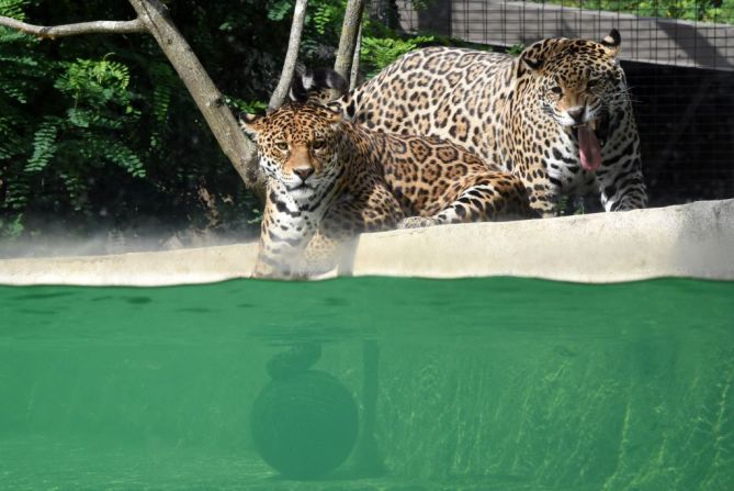 De hecho, el jaguar está extinto en El Salvador y Uruguay. En el resto de América la especie sus poblaciones son decrecientes.