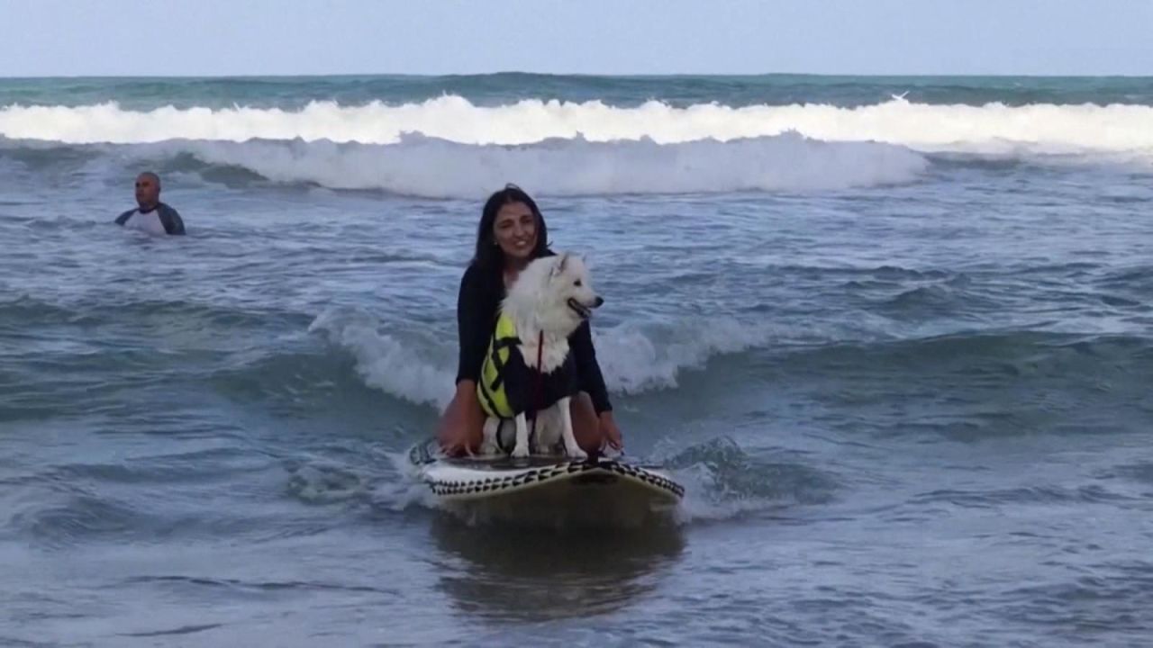 CNNE 1108768 - ¿alguna vez vio a un perro surfear?