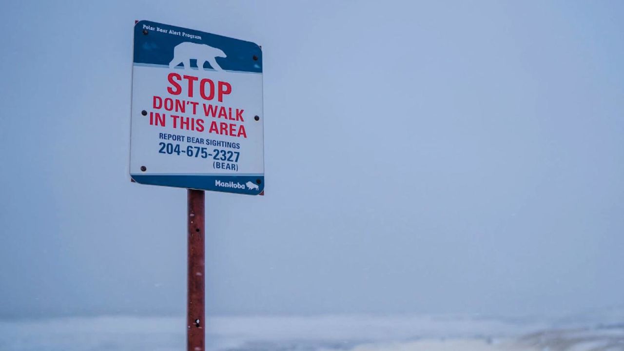 CNNE 1108982 - en esta ciudad, los osos polares deambulan por las calles