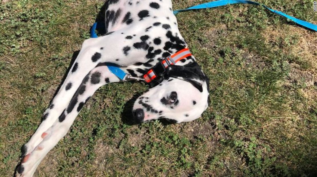 Algunos propietarios quieren llamar a sus perros “covid” para recordar la época en la que establecieron vínculos más cercanos con su mascota