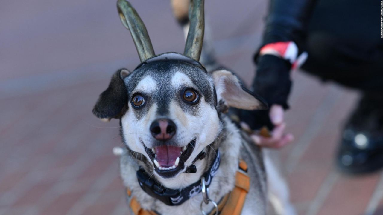 CNNE 1110125 - mira los nombres de mascotas que inspiro la pandemia