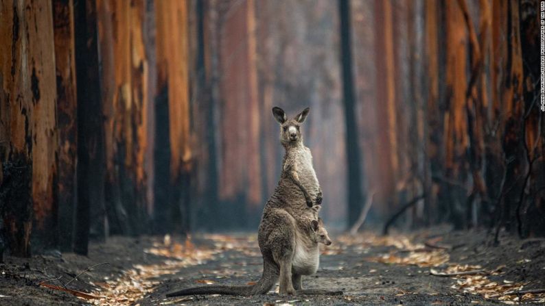 Conoce las 25 fotografías preseleccionadas en la galería. La fotógrafa canadiense Jo-Anne McArthur tomó esta foto de un canguro gris oriental y su cría en medio de una plantación de eucaliptos quemada cerca de Mallacoota, al sur de Australia.  →
