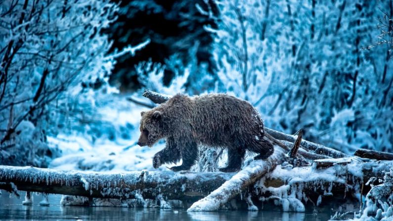 El fotógrafo británico Andy Skillen captó el momento en que una hembra de oso pardo utiliza un tronco para cruzar un arroyo en Yukón, Canadá. Crédito: Andy Skillen/Wildlife Photographer of the Year