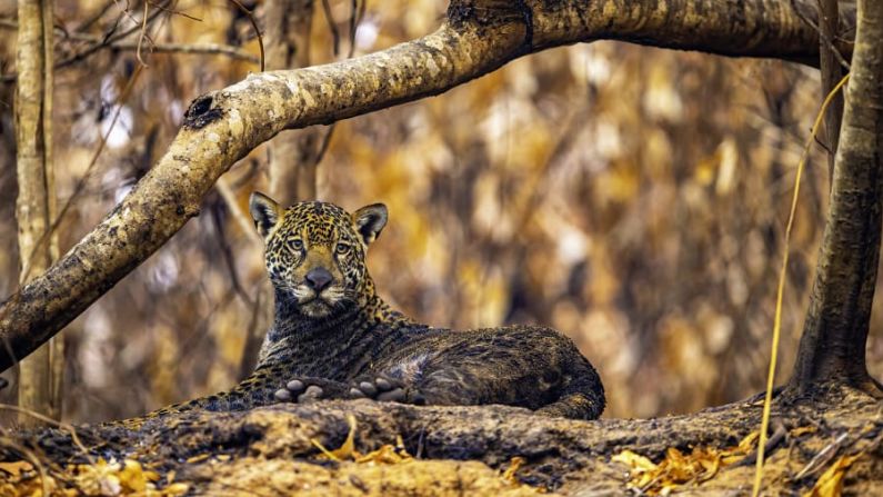 Un jaguar cubierto de ceniza por los incendios en los humedales del Pantanal de Brasil, capturado por la fotógrafa brasileña Ernane Junior. Crédito: Ernane Junior/Wildlife Photographer of the Year