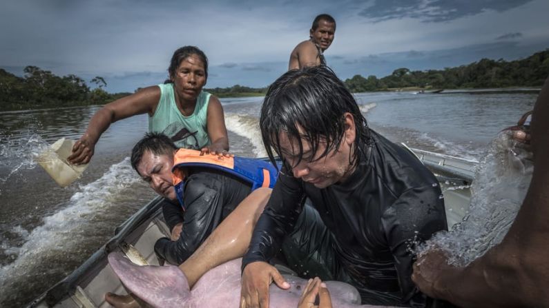 El fotógrafo español Jaime Rojo tomó esta imagen de un biólogo calmando a un delfín del río Amazonas en Colombia. Crédito: Jaime Rojo/Wildlife Photographer of the Year