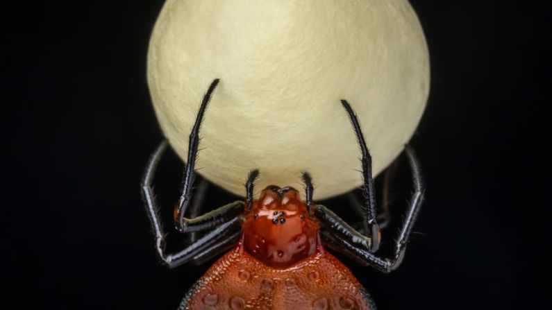 La cápsula de huevos de una hembra de araña tejedora de corazón espinoso parece una luna llena en esta imagen del fotógrafo español Javier Aznar González de Rueda, tomada en la selva amazónica de Ecuador. Crédito: Javier Aznar González de Rueda/Wildlife Photographer of the Year