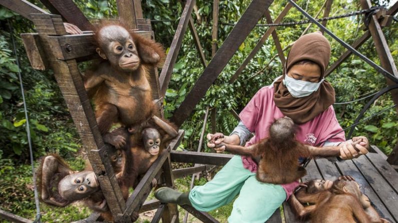 Un cuidador atiende a las crías de orangután afectadas por la desaparición de los bosques tropicales en Borneo en esta imagen del fotógrafo español Joan de la Malla. Crédito: Joan de la Malla/Wildlife Photographer of the Year