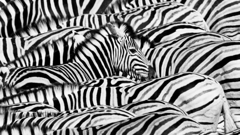 El fotógrafo ecuatoriano Lucas Bustamante capturó esta imagen de unas cebras aglomeradas en un abrevadero del Parque Nacional de Etosha, Namibia. Crédito: Lucas Bustamante/Wildlife Photographer of the Year