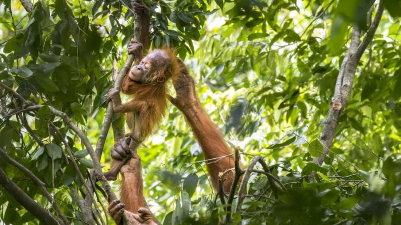 Una hembra de orangután lucha por mantener a su cría en su nido en Sumatra, Indonesia, en esta imagen del fotógrafo francés Maxime Aliaga. Crédito: Maxime Aliaga/Wildlife Photographer of the Year