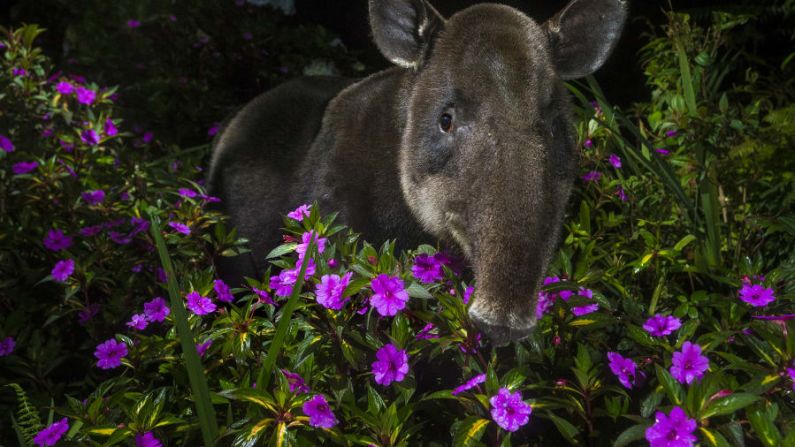 Un tapir de Baird llamada Dantita parece asomarse entre la vegetación en el Parque Nacional Braulio Carrillo, Costa Rica, en esta imagen del fotógrafo neerlandés Michiel Van Noppen. Crédito: Michiel van Noppen/ Wildlife Photographer of the Year