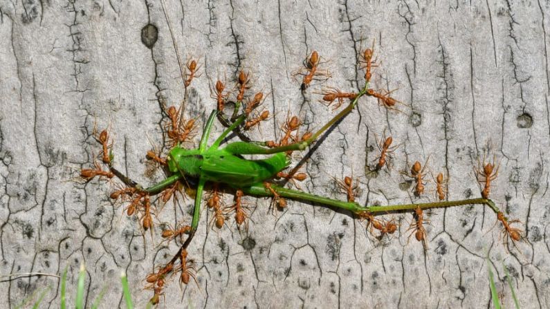 El fotógrafo chino Minghui Yuan tomó esta imagen de hormigas arbóreas verdes trabajando juntas para contener a un saltamontes verde en el Jardín Botánico Tropical de Xishuangbanna, en la provincia de Yunnan, China. Crédito: Minghui Yuan/Wildlife Photographer of the Year