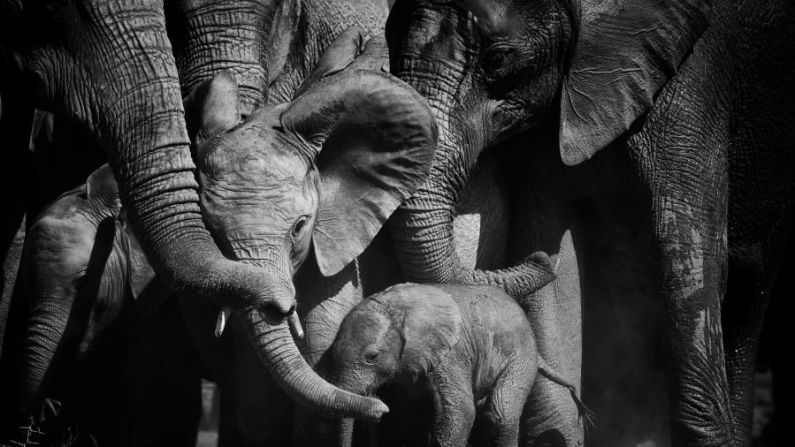 Una manada de elefantes se pone en círculo para proteger a sus crías en la Reserva de Elefantes de Addo, Sudáfrica, en esta imagen del fotógrafo irlandés-sudafricano Peter Delaney. Crédito: Peter Delaney/Wildlife Photographer of the Year