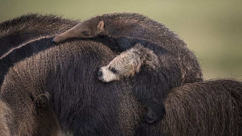 El fotógrafo sudafricano Wim van den Heever tomó esta foto de una hembra de oso hormiguero que lleva a una cría en su espalda en los humedales del Pantanal, Brasil. Crédito: Wim van den Heever/ Wildlife Photographer of the Year.