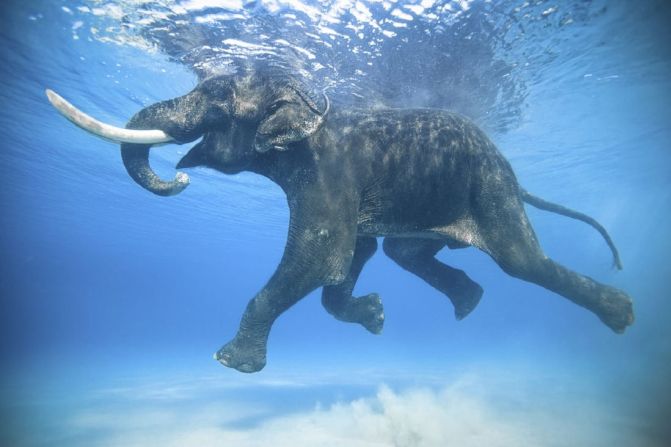 Jody MacDonald - Rajan, el elefante nadador. Rajan, un elefante asiático de 66 años que nada en el océano Índico. Según el fotógrafo Jody MacDonald, Rajan fue llevado a las islas Andamán para usarlo en la tala en la década de 1950. Después de que se prohibiera la tala, Rajan siguió viviendo allí, "tomando el sol en la playa, nadando en el océano y buscando alimento en el bosque", hasta su muerte en 2016. Crédito: Jody MacDonald