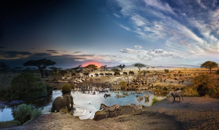 Stephen Wilkes - Serengeti Day to Night. Para su proyecto "Day to Night", Stephen Wilkes crea imágenes de paisajes fotografiados desde un ángulo de cámara fijo durante un máximo de 30 horas. La mezcla de estas imágenes en una sola fotografía puede llevar meses. En la imagen, el Parque Nacional del Serengeti, Tanzania. Crédito: Stephen Wilkes