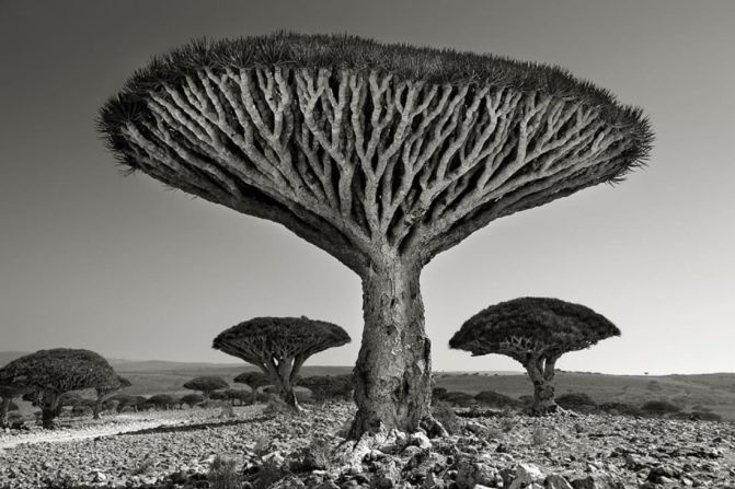 Beth Moon - Bosque de Shebehon. Árboles de sangre de dragón en el bosque de Shebehon, en la isla de Socotra, Yemen. "Estos árboles, que antes formaban parte de un vasto bosque, están ahora clasificados como en peligro de extinción", explica la fotógrafa Beth Moon a Vital Impacts. "Los últimos años han mostrado un preocupante declive debido al sobrepastoreo de las cabras, la recolección de los isleños y la insuficiente cobertura de nubes necesaria para los árboles jóvenes". Crédito: Beth Moon