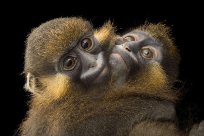 Joel Sartore - Monos mustak de cola gris. Estos monos son fotografiados en el centro de rehabilitación de fauna salvaje de la ONG Animals World en Libreville, Gabón. Esta fotografía forma parte de Photo Ark, un proyecto documental fundado por el fotógrafo Joel Sartore para salvar especies y hábitats. Crédito: Joel Sartore