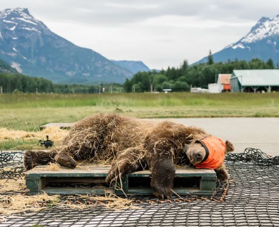 1 de junio — un oso sedado y con los ojos vendados, llamado Arthur, es preparado para un vuelo en helicóptero con el fin de liberarlo en la naturaleza cerca de Bella Coola, en la Columbia Británica. Los investigadores de la provincia han estado siguiendo a cachorros huérfanos de oso grizzly, criados en un refugio, para ver si pueden prosperar de nuevo en la naturaleza.