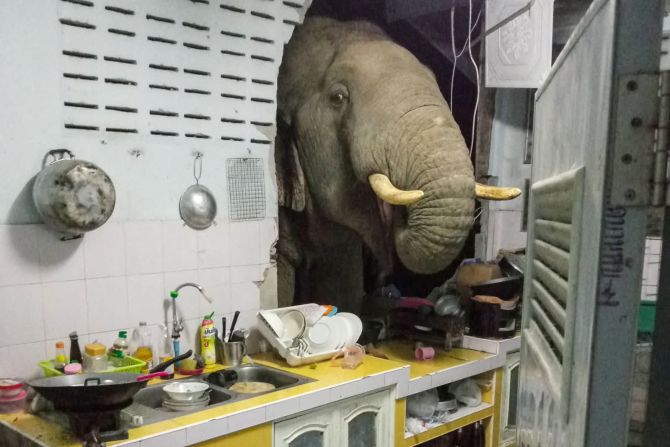20 de junio — una mujer del distrito tailandés de Hua Hin encontró un visitante inesperado en su casa en plena noche: un elefante asiático salvaje. "He visto elefantes rondando por nuestro pueblo en busca de comida desde que era joven", dijo Ratchadawan Puengprasoppon sobre el encuentro cercano. "Pero esta es la primera vez que realmente dañan mi casa". El elefante entró en la cocina porque olió la comida, dijo el Departamento de Parques Nacionales, Vida Silvestre y Conservación de Plantas en una publicación de Facebook. La casa de Ratchadawan también está situada junto a la entrada de un parque nacional en el que viven elefantes, dijo Prateep Puywongtarn, miembro del personal de la Organización de Administración del Subdistrito de Huay Sat Yai en Hua Hin.