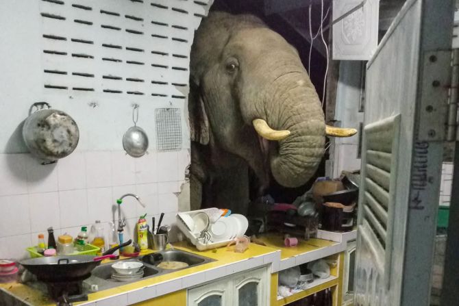 20 de junio — una mujer del distrito tailandés de Hua Hin encontró un visitante inesperado en su casa en plena noche: un elefante asiático salvaje. "He visto elefantes rondando por nuestro pueblo en busca de comida desde que era joven", dijo Ratchadawan Puengprasoppon sobre el encuentro cercano. "Pero esta es la primera vez que realmente dañan mi casa". El elefante entró en la cocina porque olió la comida, dijo el Departamento de Parques Nacionales, Vida Silvestre y Conservación de Plantas en una publicación de Facebook. La casa de Ratchadawan también está situada junto a la entrada de un parque nacional en el que viven elefantes, dijo Prateep Puywongtarn, miembro del personal de la Organización de istración del Subdistrito de Huay Sat Yai en Hua Hin.