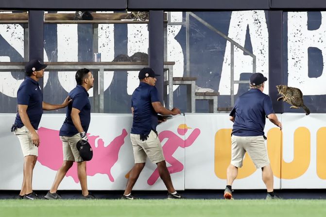 2 de agosto — miembros del personal del estadio de los Yankees intentan atrapar un gato durante un partido de las Grandes Ligas en Nueva York.