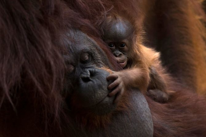 12 de agosto — un orangután de Borneo recién nacido es sostenido por su madre, Suli, en un zoológico de Fuengirola, España. La especie está en peligro crítico de extinción.