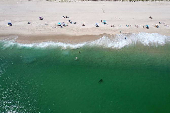20 de agosto — un gran tiburón blanco se ve en las aguas de Cape Cod, Massachusetts. La zona se ha convertido en un imán para los tiburones blancos adultos en la última década, con una de las concentraciones estacionales más densas del mundo, según The New York Times.