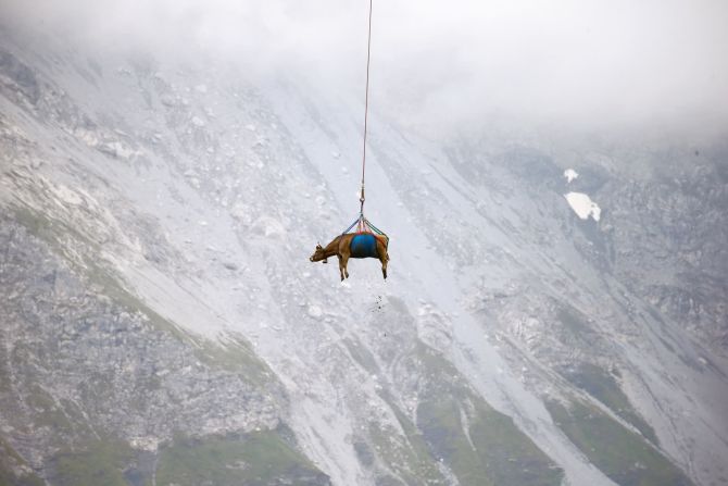 27 de agosto — una vaca herida es transportada por un helicóptero cerca del puerto de montaña de Klausen, en Suiza.
