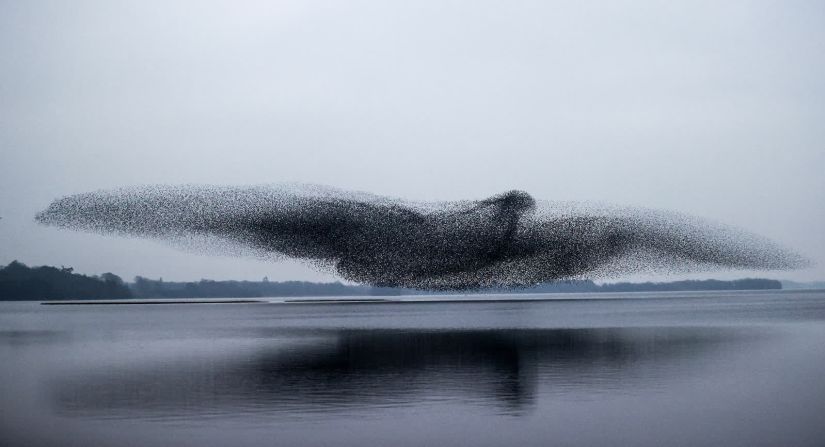 4 de marzo — una bandada de estorninos se asemeja a un enorme pájaro sobre Lough Ennell, un lago del norte de Irlanda. La foto apareció en la portada del periódico The Irish Times.