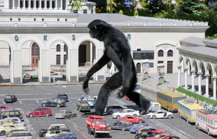 24 de mayo — un mono gibón camina entre modelos de vehículos en miniatura en un zoológico de Bakhchisaray, Crimea.