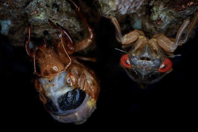 17 de mayo — una chicharra de la raza X cuelga de un árbol junto a una ninfa en muda en Chevy Chase, Maryland. Las cigarras, que habían pasado los últimos 17 años bajo tierra, estaban empezando a emerger en partes del este de Estados Unidos.