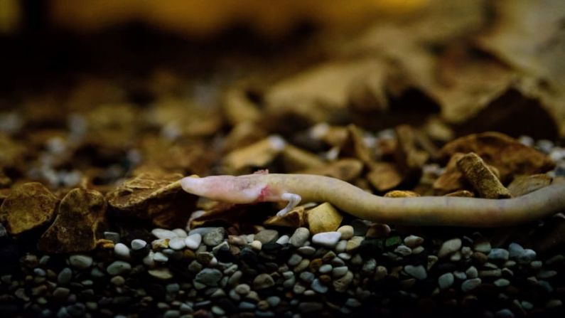 Crías de dragón: estas diminutas criaturas miden unos 25 centímetros y pueden vivir hasta 100 años. Aquí se ve un olm en la famosa cueva en abril de 2016. Crédito: Jure Makovec/AFP/Getty Images