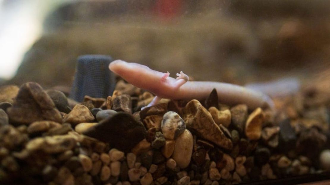 Los visitantes pueden observar a los proteos u olms en un acuario. Crédito: Jure Makovec/AFP/Getty Images