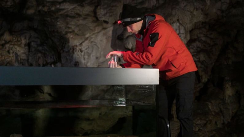 Vertebrado de la caverna: Gnezda libera un olm joven en el acuario subterráneo de la cueva de Postojna, en Eslovenia, en junio de 2020. Crédito: Jure Makovec/AFP/Getty Images